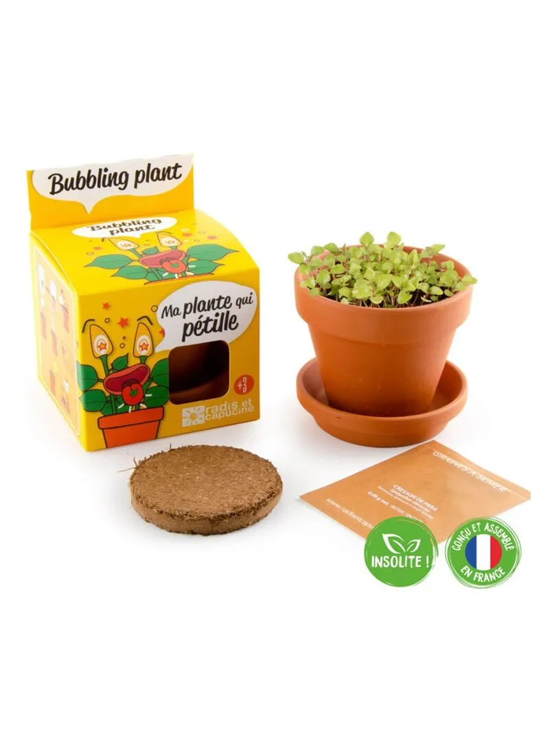 Kit de jardinage : Plante qui pétille avec pot 8 cm - N/A
